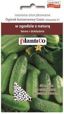 Zdjęcie Plantico Ogórek Cezar Otoczkowana - Środa Śląska