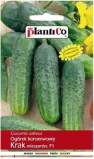 Zdjęcie Plantico Ogórek Gruntowy Krakf1 - Mosina