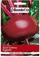 Zdjęcie Plantico Burak Ćwikłowy Egipski - Ostrów Lubelski