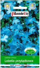 Zdjęcie Plantico Stroiczka Arletka - Odolanów