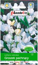 Zdjęcie Plantico Groszek Pachnący Biały - Piechowice