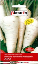 Zdjęcie Plantico Pietruszka Alba - Aleksandrów Kujawski