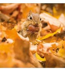 Zdjęcie Karnet kwadrat z kopertą Chipmunk with an acorn - Ostroróg