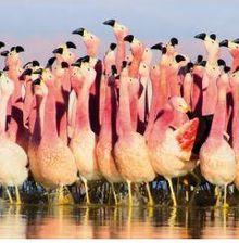 Zdjęcie Karnet kwadrat z kopertą Andean Flamingoes - Lipno