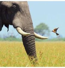 Zdjęcie Karnet kwadrat z kopertą African Bull Elephant - Ostroróg