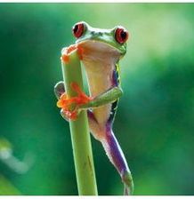 Zdjęcie Karnet kwadrat z kopertą Red Eyed Frog - Ostroróg