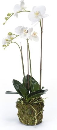Emerald Sztuczny Storczyk Falenopsis 70 Cm Biały