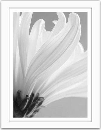 Feeby Obraz W Ramie Białej Białe Chryzantemy 50X70