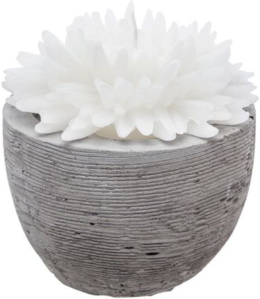 Atmosphera Świeca Dekoracyjna Biały Kwiat W Cementowej Donicy 100G (148119White)