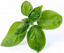 Zdjęcie Veritable Lingot Wkład Nasienny Bazylia Ve0068259 - Grodzisk Wielkopolski