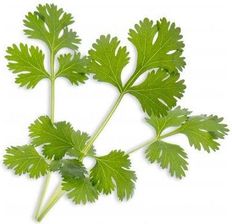 Zdjęcie Veritable Lingot Wkład Nasienny Kolendra Ve0068266 - Grodzisk Wielkopolski