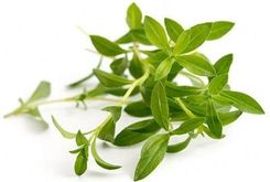 Zdjęcie Veritable Lingot Wkład Nasienny Cząber Ve0068268 - Grodzisk Wielkopolski