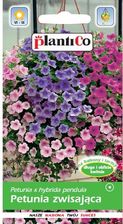 Zdjęcie Plantico Petunia Zwisająca 0,05G Mix - Warka