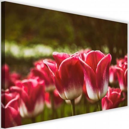 Feebe Obraz Na Płótnie Canvas Kwitnące Tulipan (3474512456148)