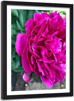Feebe Obraz W Ramie Czarnej Różowy Duży Kwiat (4444412457151)