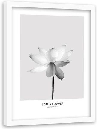 Feebe Obraz W Ramie Białej Biały Kwiat Lotos (4912012458122)