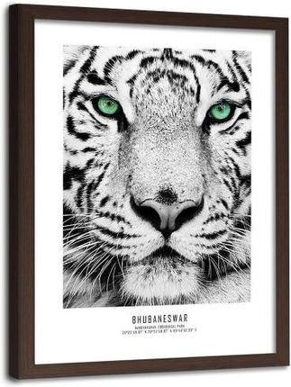 Feebe Obraz W Ramie Brązowej Biały Tygrys (4946912458359)