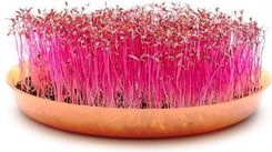 Zdjęcie Toraf Microgreens Amarantus Czerwony 100G - Wiązów