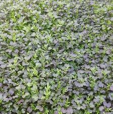 Zdjęcie Toraf Kapusta Mizuna Czerwona 1Kg - Wiązów