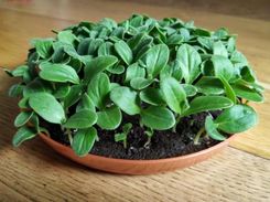 Zdjęcie Legutko Microgreens Ogórecznik Lekarski 100G - Świdnica