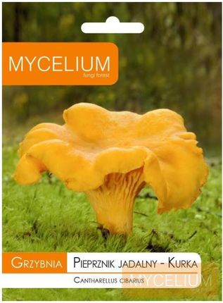 Mycelium Grzybnia Kurka Pieprznik Jadalny 10G