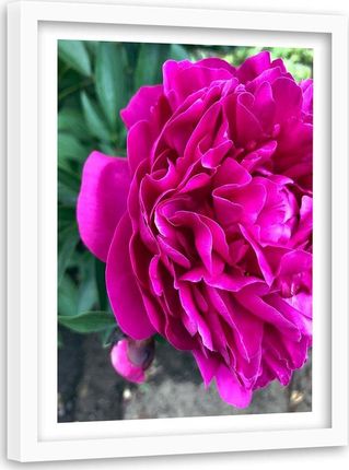 Feeby Obraz W Ramie Białej Różowy Duży Kwiat 40X60 