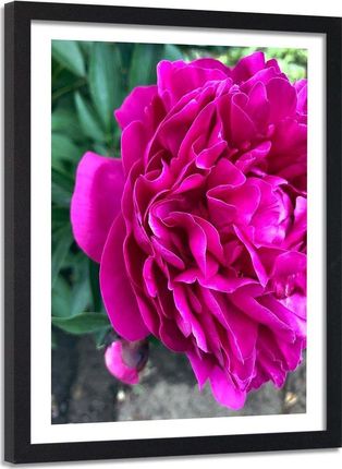 Feeby Obraz W Ramie Czarnej Różowy Duży Kwiat 40X60 