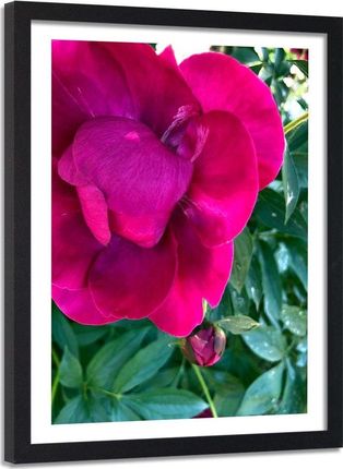 Feeby Obraz W Ramie Czarnej Różowy Duży Kwiat 40X60 