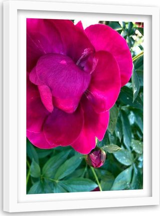 Feeby Obraz W Ramie Białej Różowy Duży Kwiat 40X60 