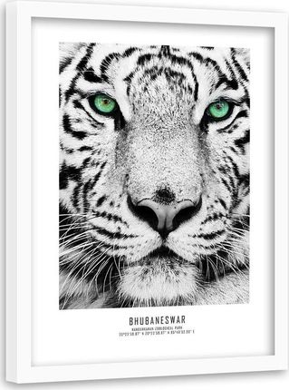 Feeby Obraz W Ramie Białej Biały Tygrys 40X60