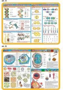 Podkładka edukacyjna 057 Anatomia Człowieka. Komórki i Tkanki,Bakterie i Wirusy,Replikacja DNA,Mejo