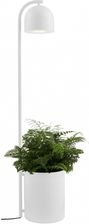 Zdjęcie Kaspa Botanica Xl 40848101 - Zielonka