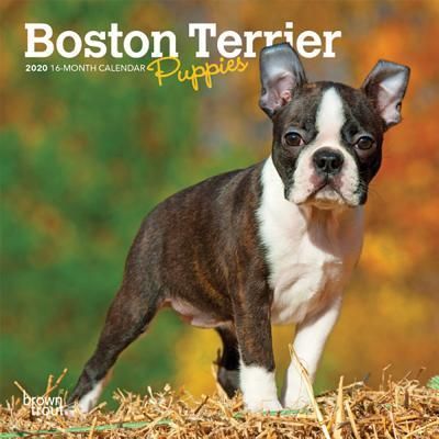 Pointer Dog Breed Information With Images Pointer Dog Pointer Puppies Dog Breeds