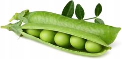 Zdjęcie Groszek karłowy - Kapsułki Click & Grow - Kruszwica