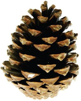 Aliga Szyszki 30 Pinus Maritima
