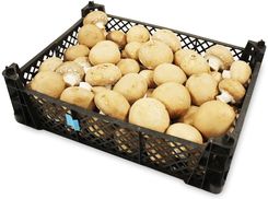 Zdjęcie Bio Planet Pieczarki Brązowe Świeże Bio ok. 3kg - Białogard