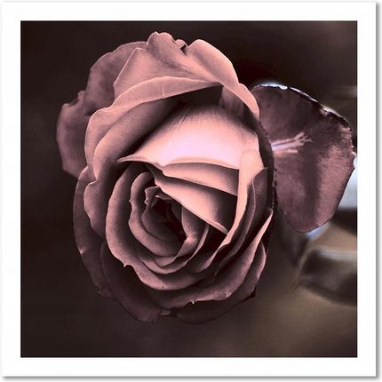 Obraz na płótnie 50x50 róża dekoracja kwiaty