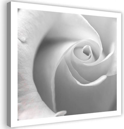 Obraz na płótnie 40x40 biała róża kwiat do salonu