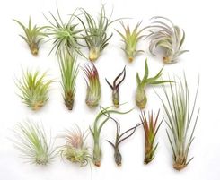 Zdjęcie DIXIE STORE TILLANDSIA ZESTAW X 16 SZT, EKSTRA - Biecz