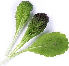 Zdjęcie Veritable Wkład Nasienny Lingot Warzywa Liściowe Musztardowiec Red Giant - Grodzisk Wielkopolski