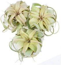 Zdjęcie DIXIE STORE TILLANDSIA XEROGRAPHICA 3 SZT - Iwonicz-Zdrój
