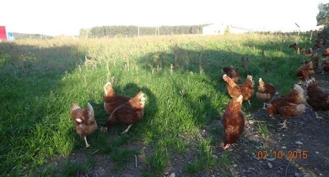 Jaja Ekologiczne Kurze Jajka - 6 sztuk - Szerszeń - zdjęcie 1 Jaja Ekologiczne Kurze Jajka - 6 sztuk - Szerszeń