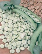 Zdjęcie Bób Windsor Biały 0,5Kg - Nowy Sącz