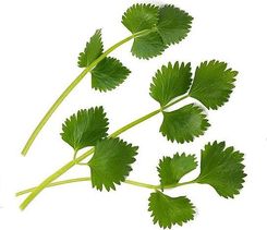 Zdjęcie WKŁAD NASIENNY LINGOT ZIOŁA NIETYPOWE BIEDRZENIEC ANYŻ - Grodzisk Wielkopolski