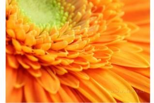 Dedra Obraz Na Płótnie 70X50 Cm Orange Flower
