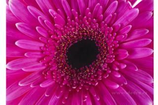 Dedra Obraz Na Płótnie 70X50 Cm Fuchsia Flower