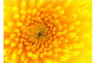 Dedra Obraz Na Płótnie 70X50 Cm Yellow Flower