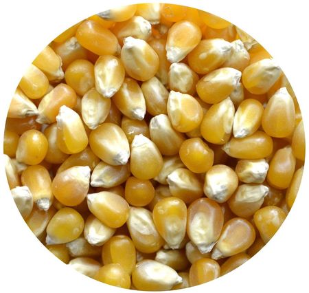 Kukurydza Popcorn Premium Naturalna 5kg