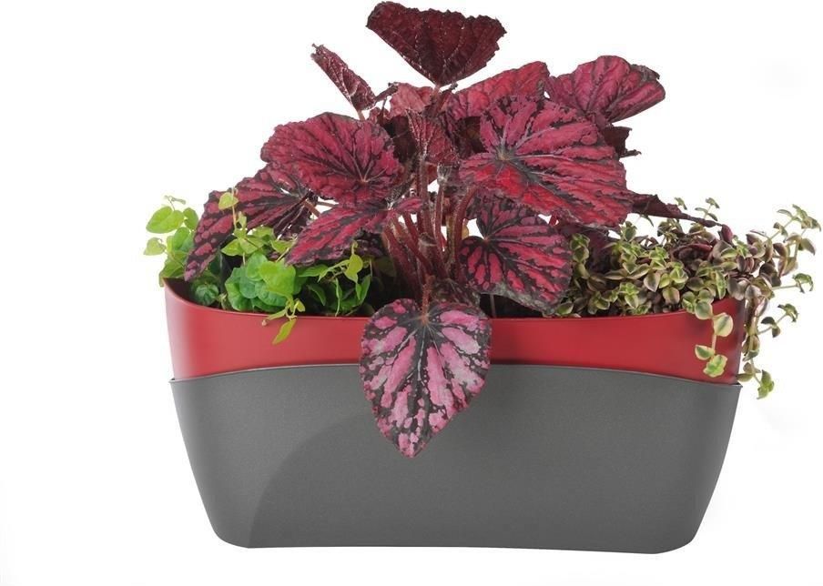 Plastia Donica Samonawadniajaca Prostokatna 37 5x15 5 Cm Purpurowo Szary Ceny I Opinie Ceneo Pl