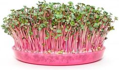 Zdjęcie Toraf Rzodkiewka China Rose 100 G - Wrocław